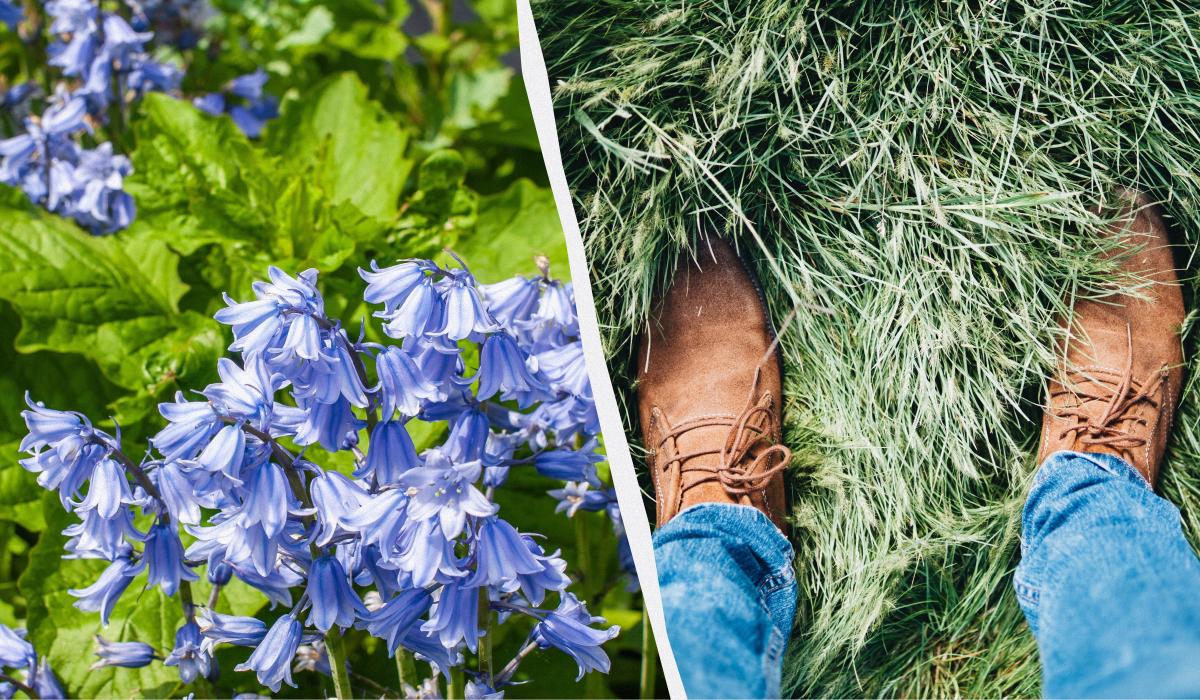 ряст топтать фразеологизм ряст топтать фразеологизм