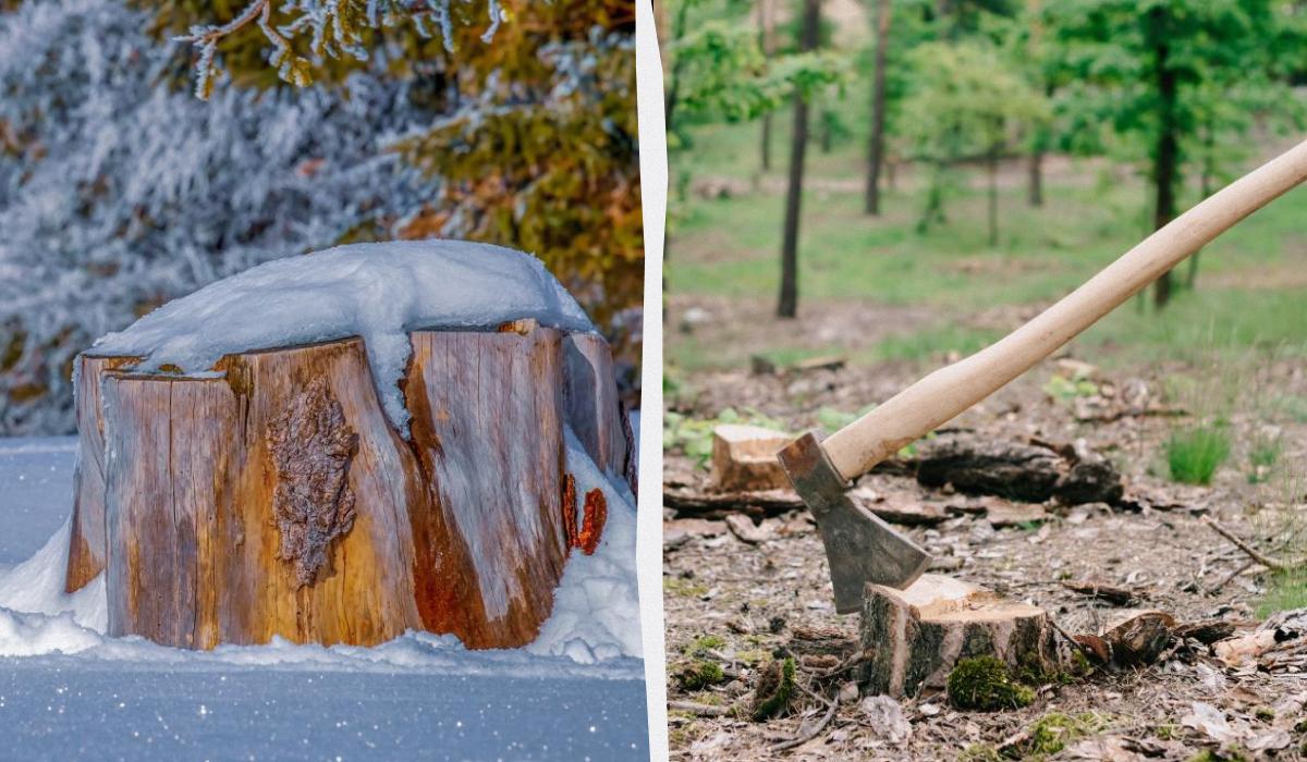 Чому не можна залишати пні в землі: 4 способи, як легко їх позбутися