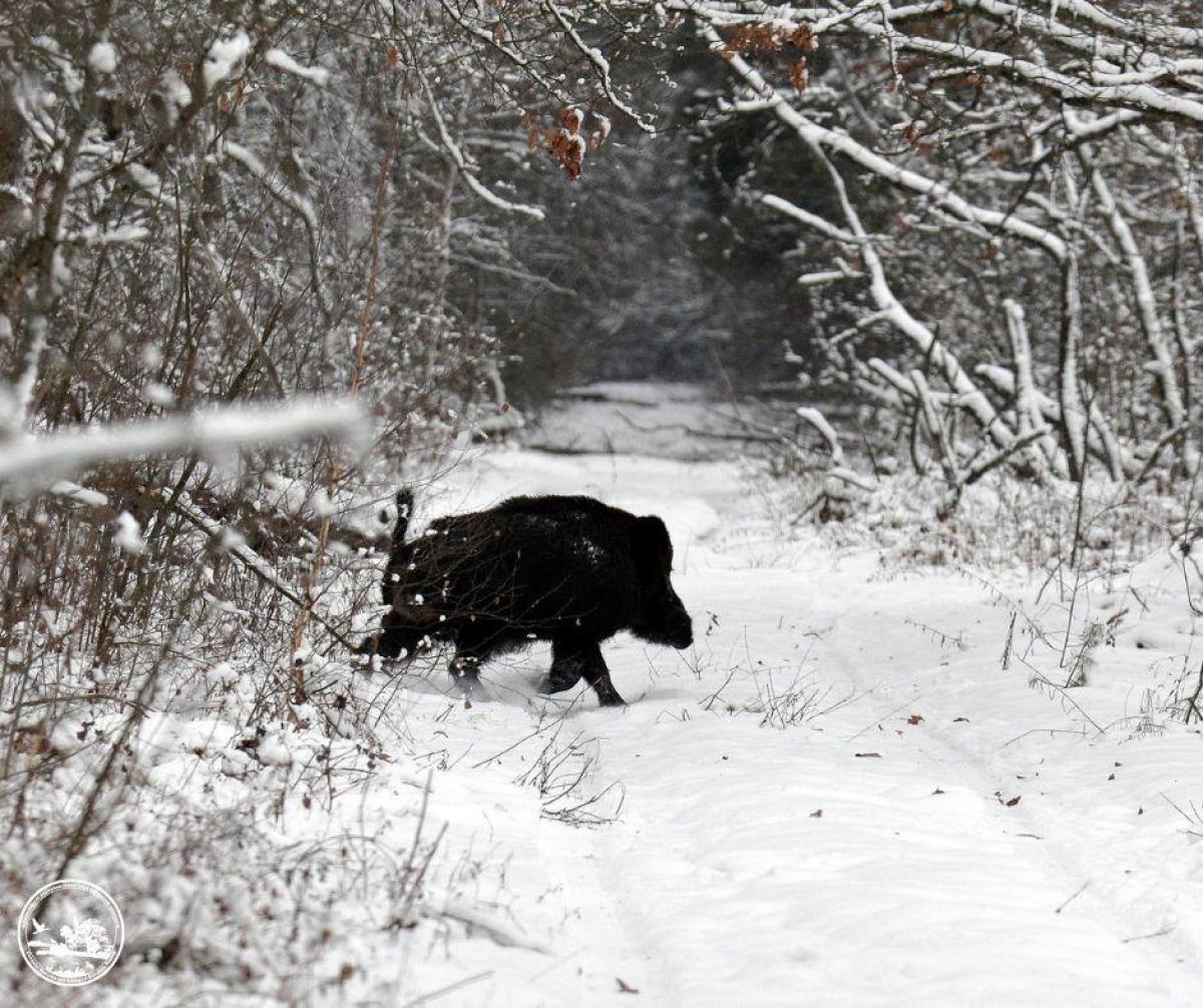 Біля Чорнобиля 'спіймали' небезпечну дику тварину (фото)