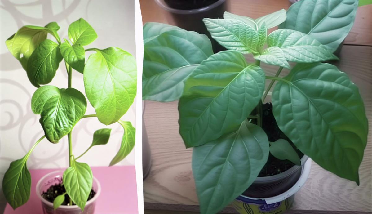 Желтеют листья у рассады перца чем подкормить Желтеют листья у рассады перца чем подкормить