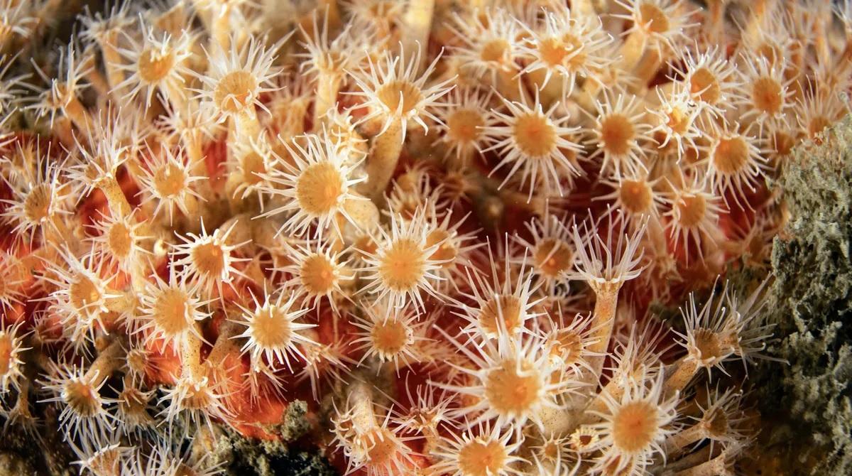 Біля Японії дайвери виявили крихітних тварин з щупальцями навколо рота (фото)