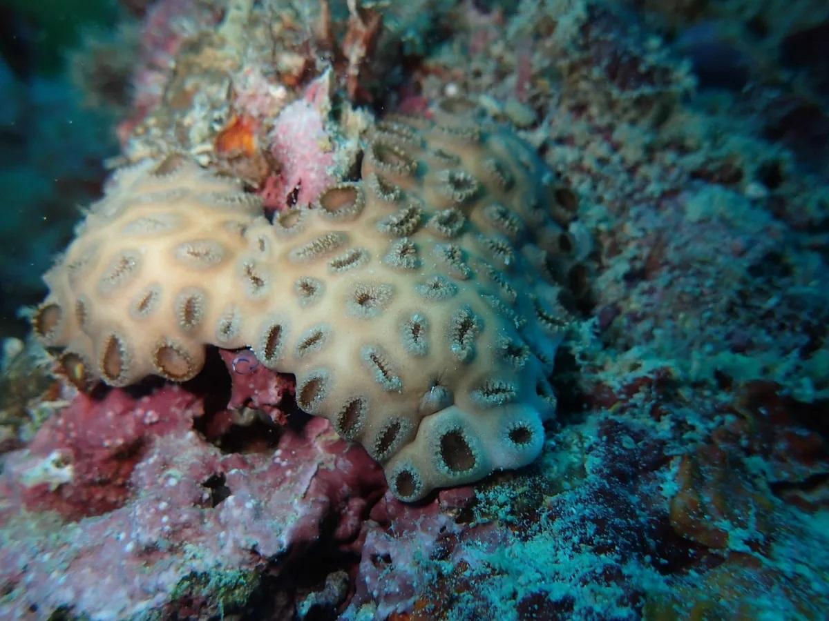 Біля Японії дайвери виявили крихітних тварин з щупальцями навколо рота (фото)