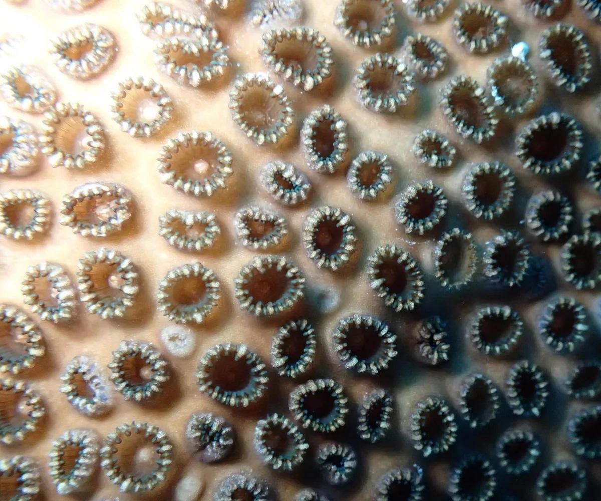 Біля Японії дайвери виявили крихітних тварин з щупальцями навколо рота (фото)