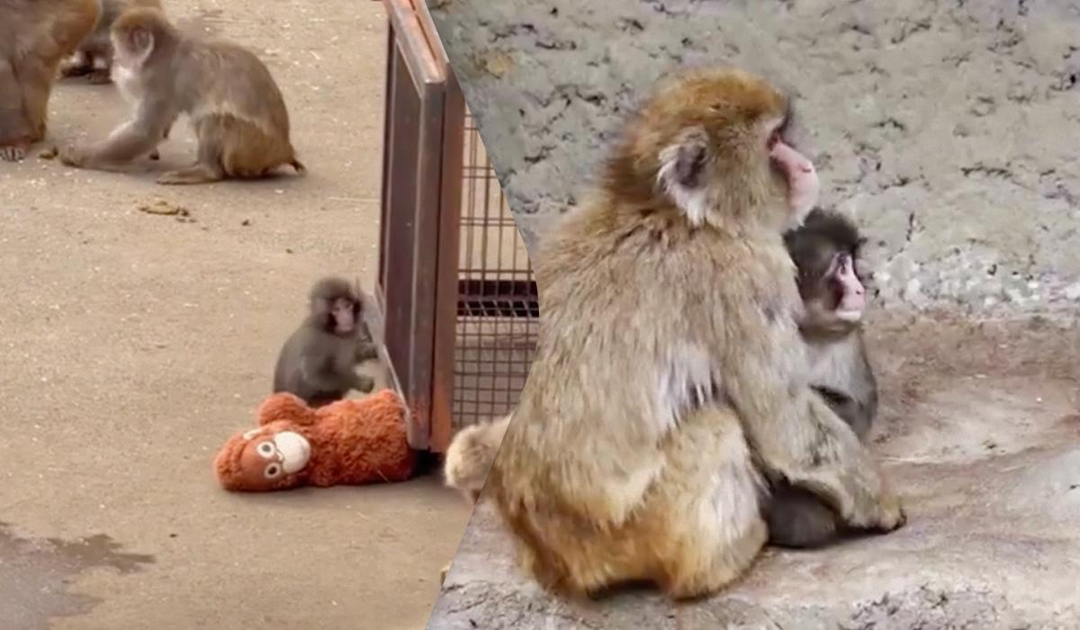 В Японии брошенная обезьянка, которая тронула миллионы людей, нашла новую семью (видео)