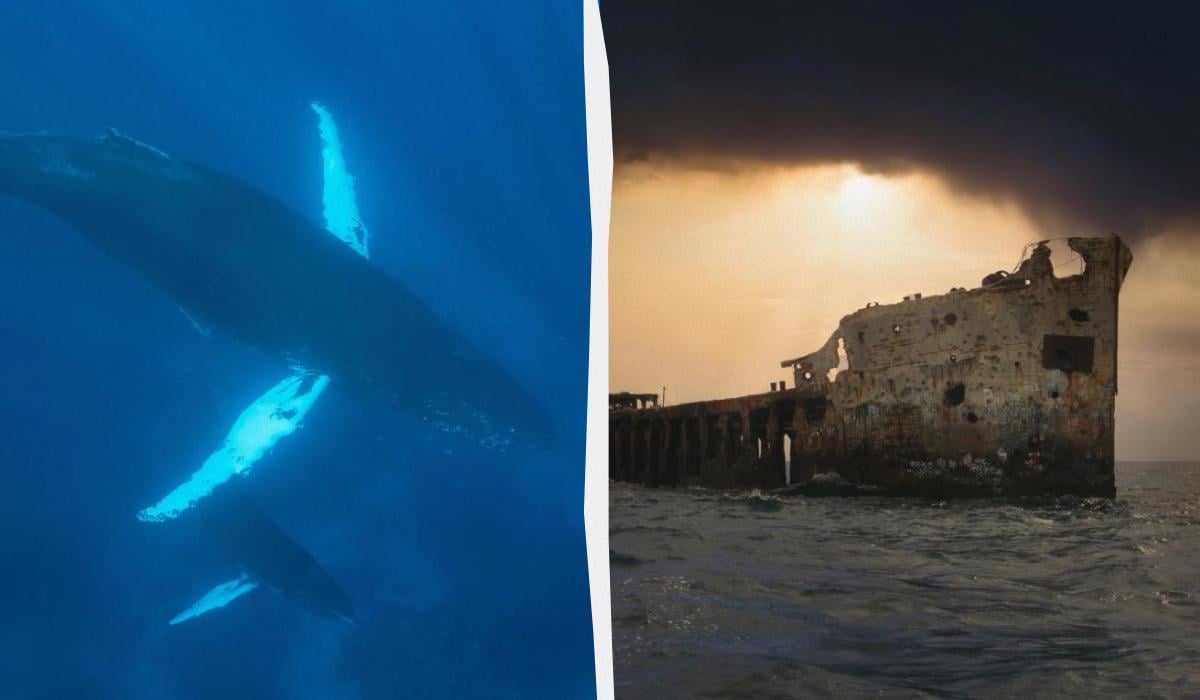 В 1949 году ученые записали жуткие звуки вблизи Бермудских островов: что же это было