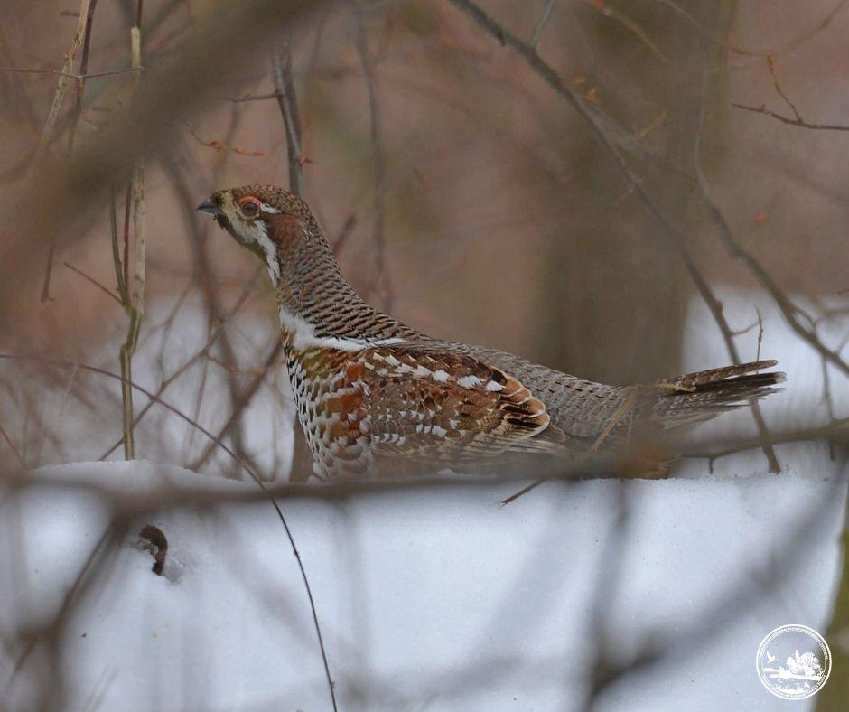 Возле Чернобыля зафиксировали редкую птицу, которая умеет прятаться в снегу (фото)