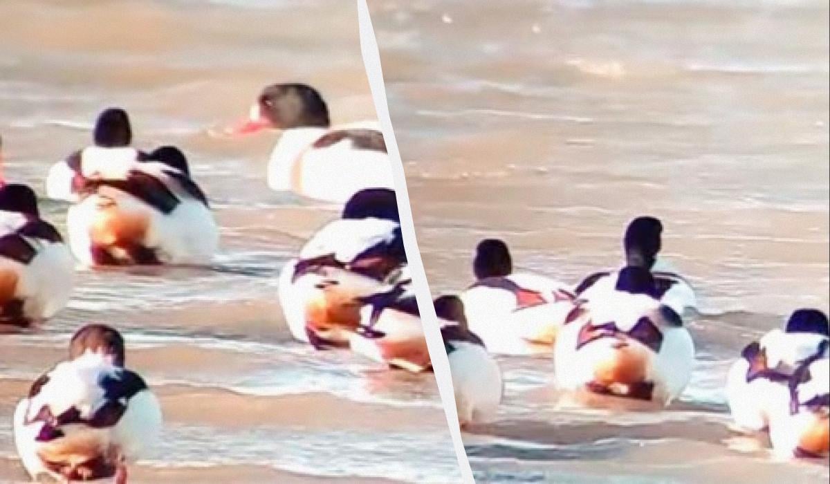 На Одещині помітили цікавих птахів, що облаштовують гнізда у норах хижих тварин (відео)