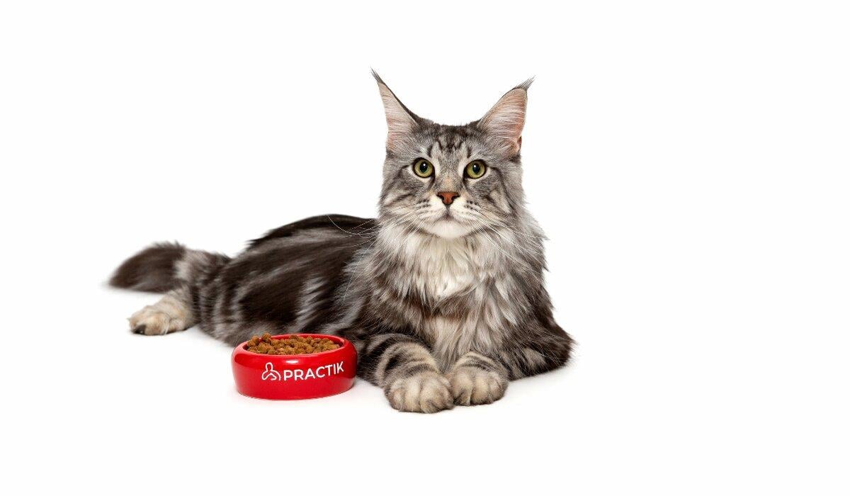 Свіже мʼясо у складі корму для собак і котів: як PRACTIK впроваджує нові стандарти виробництва