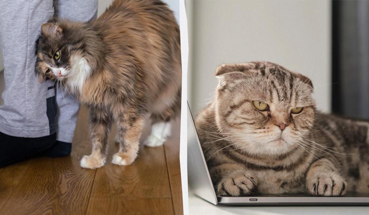 Чому кішка спочатку вимагає уваги, а потім ігнорує вас: 4 цікаві причини