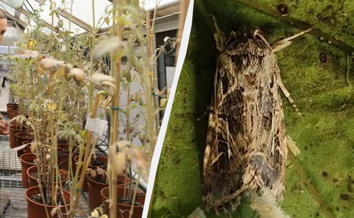 Ученые обнаружили, что растения в стрессе кричат, а насекомые это слышат: что это значит для аграриев Ученые обнаружили, что растения в стрессе кричат, а насекомые это слышат: что это значит для аграриев