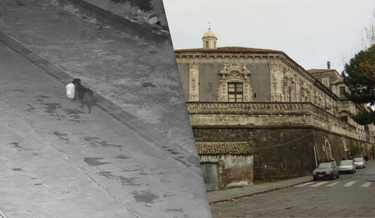 На Сицилии мужчина сделал собаку 'соучастником', незаконно избавляясь от мусора