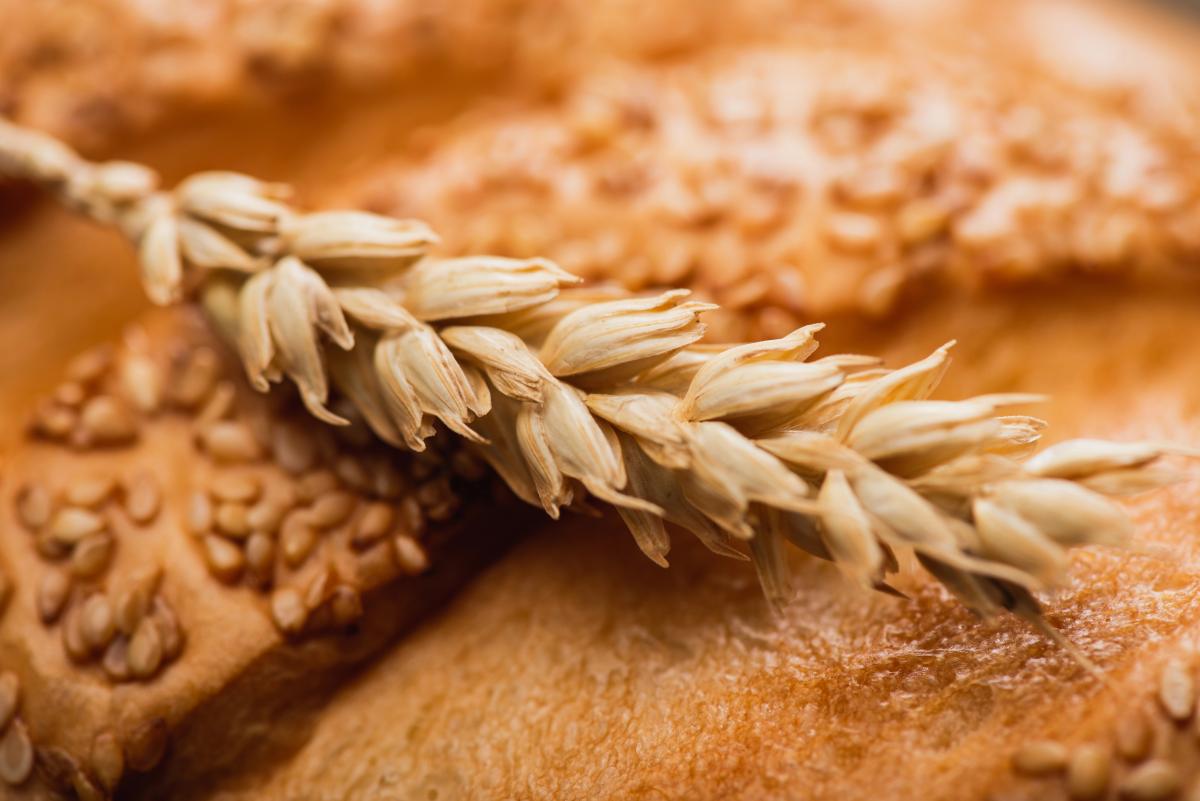 Україна та РФ скорочують експорт зерна: світ може зіткнутися з кризою, – The Economist Україна та РФ скорочують експорт зерна: світ може зіткнутися з кризою, – The Economist