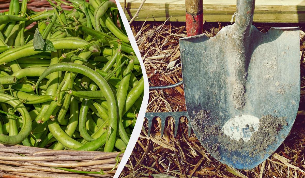 что лучше всего сажать после фасоли