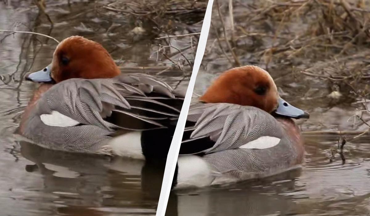 На Одещині помітили балакучу качку, яку злітає з води як гвинтокрил (відео)