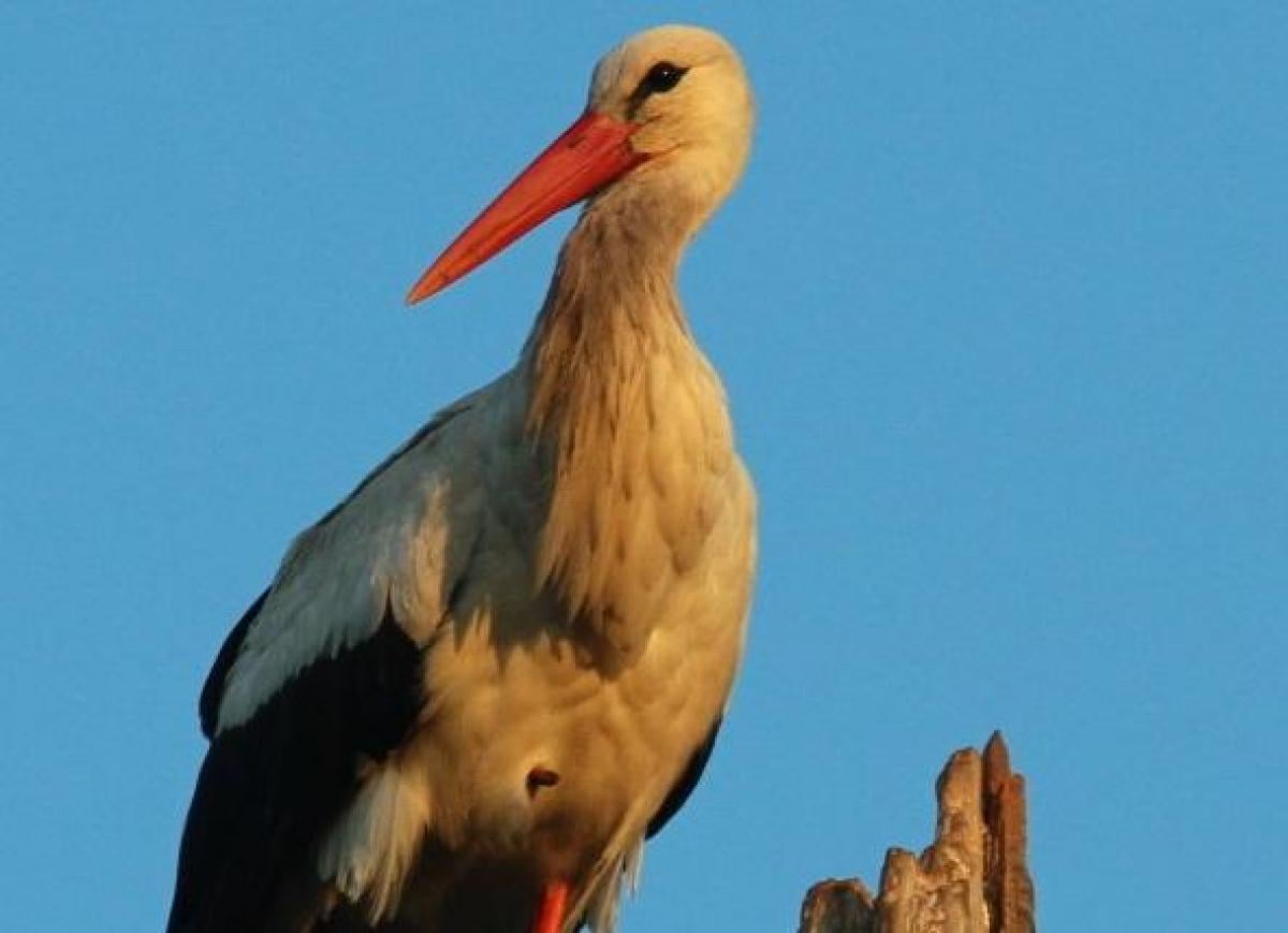 Додому повертається унікальна лелека: науковець розповів, де може вона оселитися