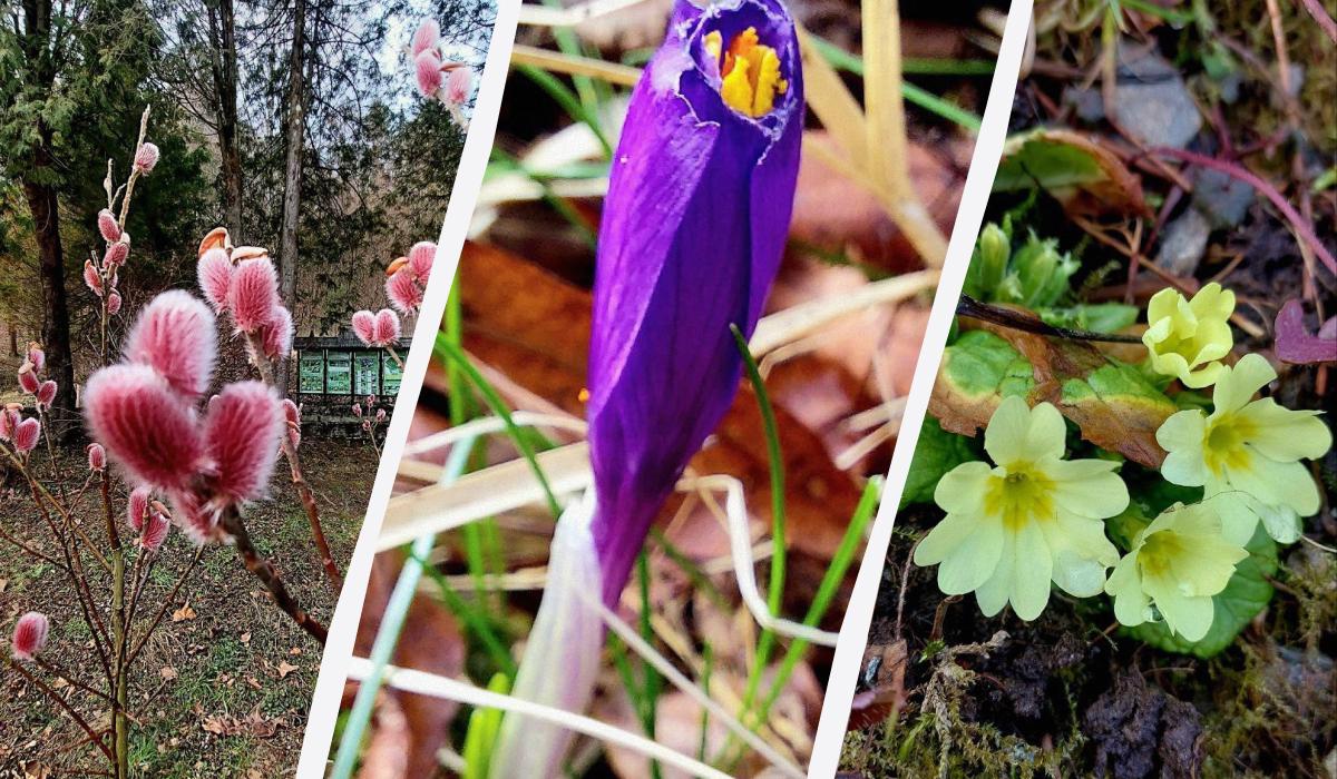 'Пора прокидатися': на заході України спостерігається справжнє диво природи (фото)