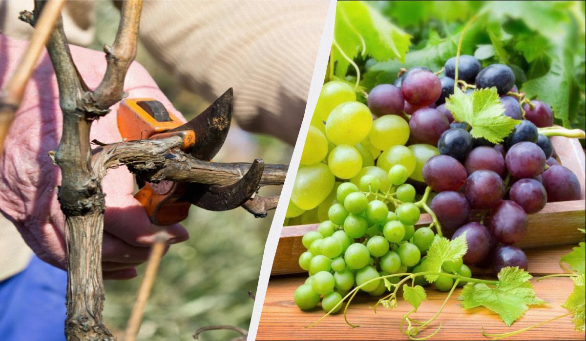 коли обрізати виноград