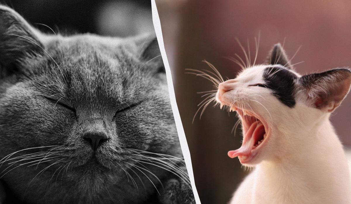 Скільки рядів вусів у кішки