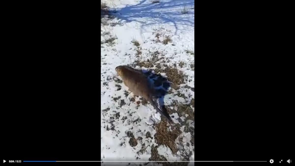 В Одесской области поймали крупного грызуна из Южной Америки (видео) В Одесской области поймали крупного грызуна из Южной Америки (видео)