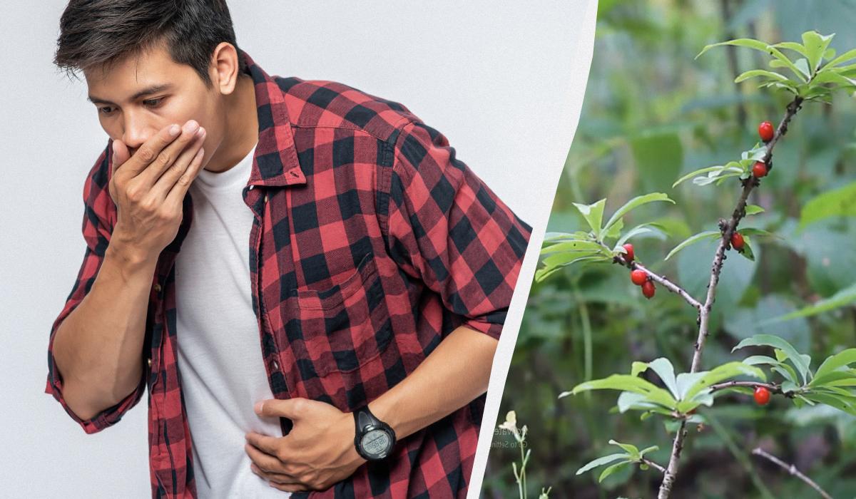 Какое растение в Украине самое ядовитое Какое растение в Украине самое ядовитое