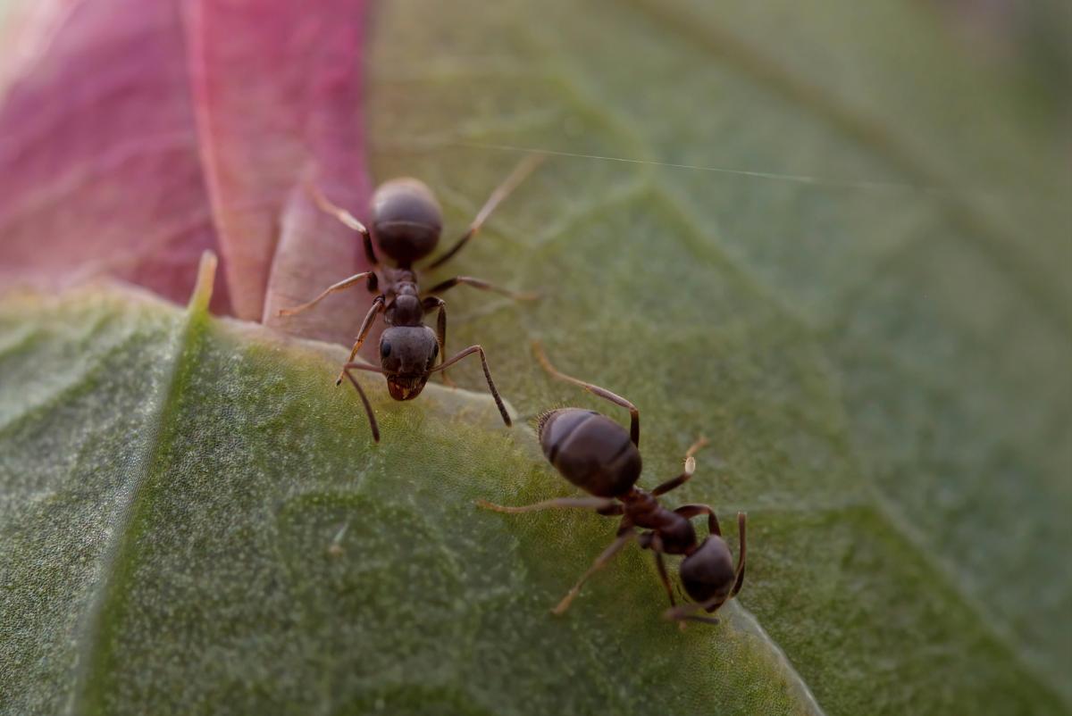 В Японии обнаружили паразитический вид муравьев, у которого нет самцов: как это возможно В Японии обнаружили паразитический вид муравьев, у которого нет самцов: как это возможно