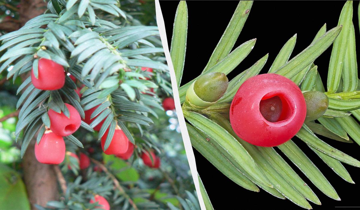 ядовитые растения Украины ядовитые растения Украины