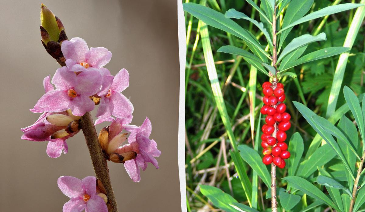 ядовитые растения ядовитые растения