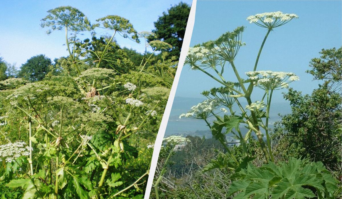 Какие ядовитые растения есть в Украине Какие ядовитые растения есть в Украине