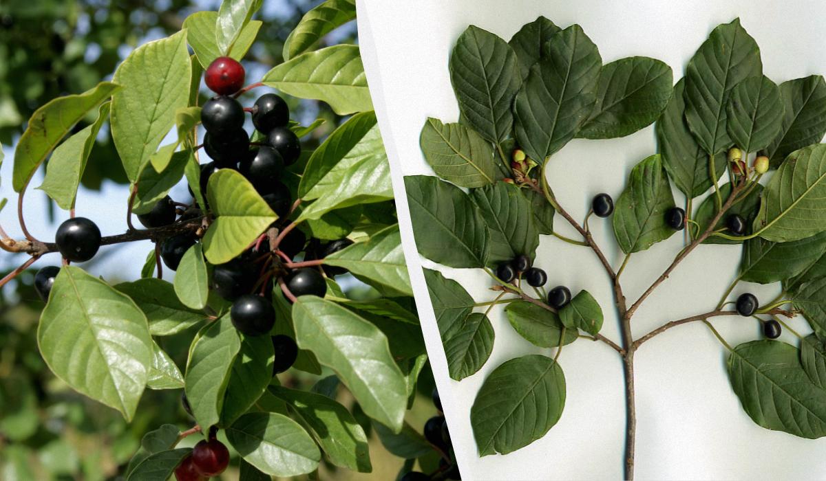 смертельно ядовитые растения смертельно ядовитые растения