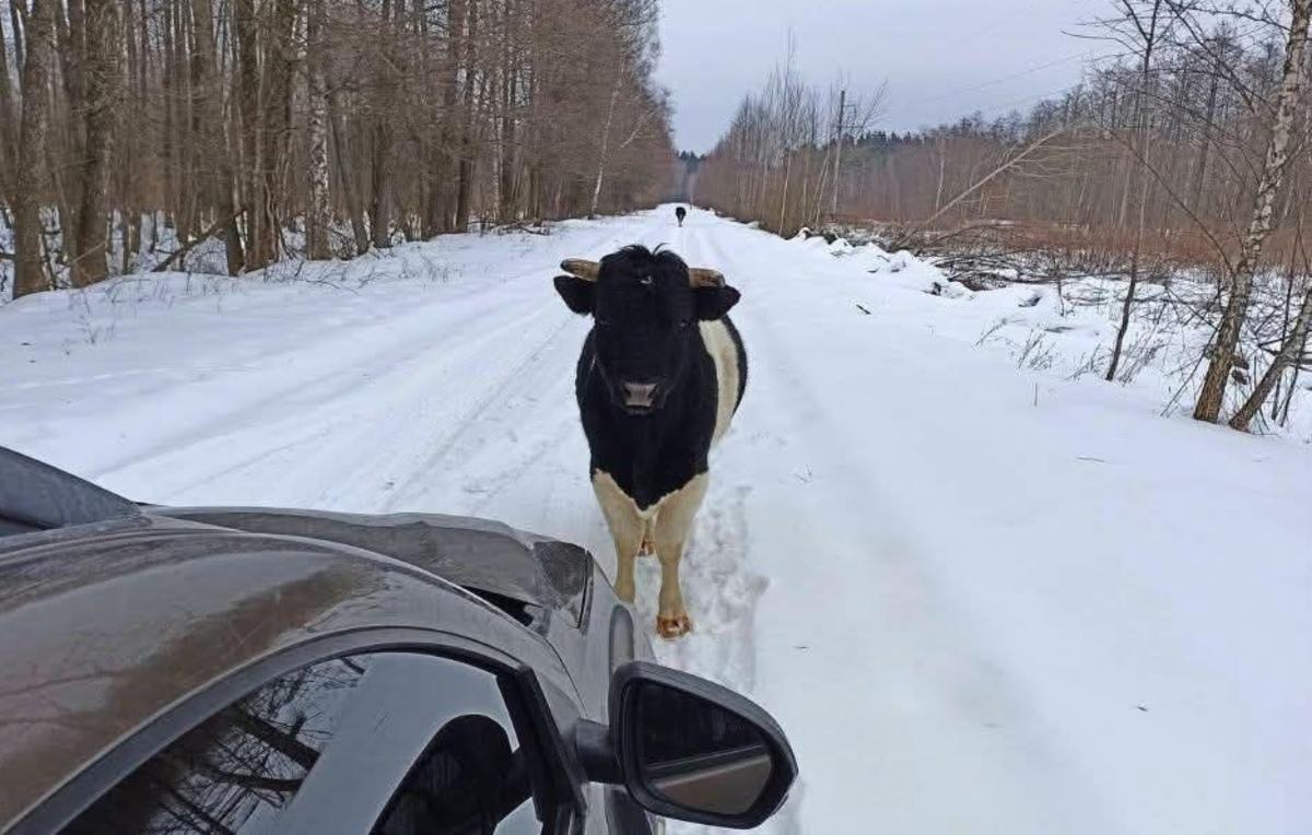 Перекрыл дорогу автомобилю: в зоне ЧАЭС зафиксировали бычка из одичавшего стада коров (фото) Перекрыл дорогу автомобилю: в зоне ЧАЭС зафиксировали бычка из одичавшего стада коров (фото)