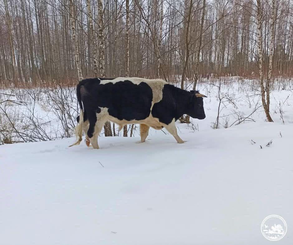 Перекрыл дорогу автомобилю: в зоне ЧАЭС зафиксировали бычка из одичавшего стада коров (фото) Перекрыл дорогу автомобилю: в зоне ЧАЭС зафиксировали бычка из одичавшего стада коров (фото)