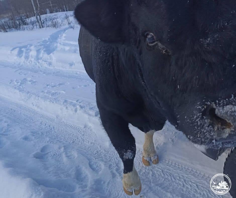 Перекрыл дорогу автомобилю: в зоне ЧАЭС зафиксировали бычка из одичавшего стада коров (фото) Перекрыл дорогу автомобилю: в зоне ЧАЭС зафиксировали бычка из одичавшего стада коров (фото)