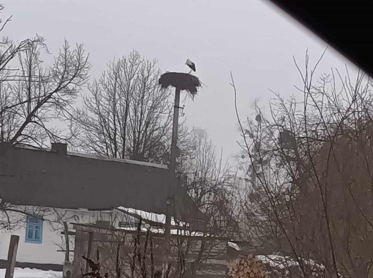 Вже сидить у гнізді: в Україні зафіксували першого лелеку Вже сидить у гнізді: в Україні зафіксували першого лелеку