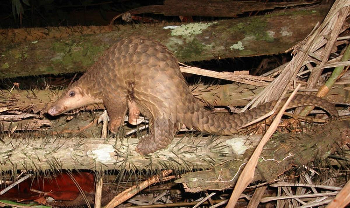 На курорте в Малайзии для туристов готовили 'экзотические' блюда из краснокнижных животных На курорте в Малайзии для туристов готовили 'экзотические' блюда из краснокнижных животных