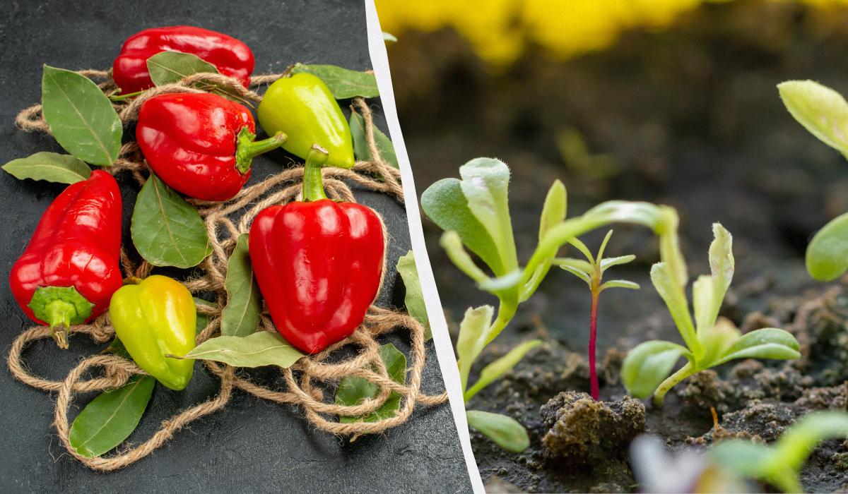 что можно сажать рядом с перцем