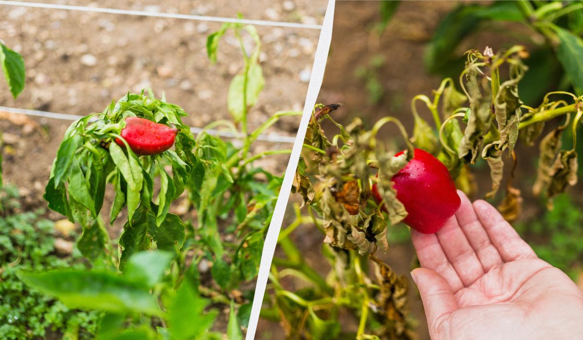 Що не можна садити разом з перцем Що не можна садити разом з перцем