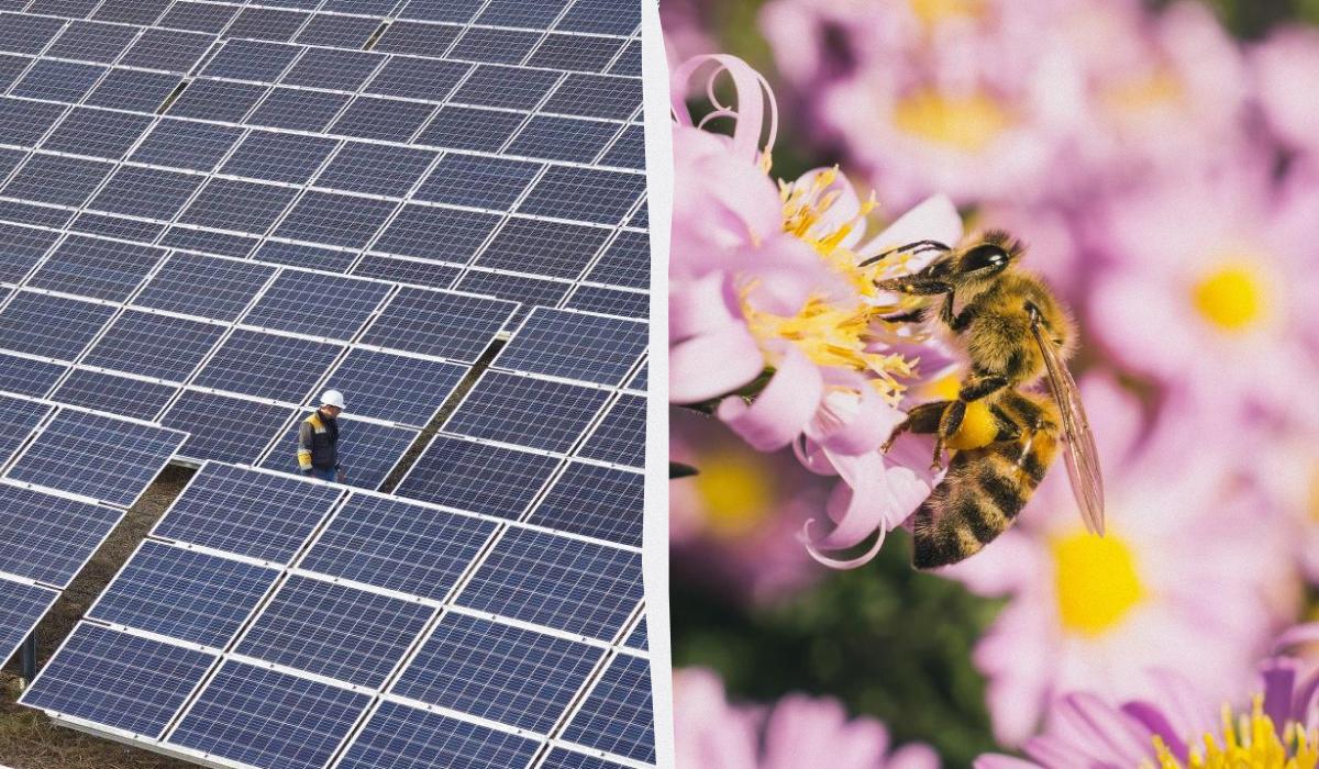 Пчелы сходят с ума от солнечных панелей: это может разрушить нашу природу всего за 4 года Пчелы сходят с ума от солнечных панелей: это может разрушить нашу природу всего за 4 года