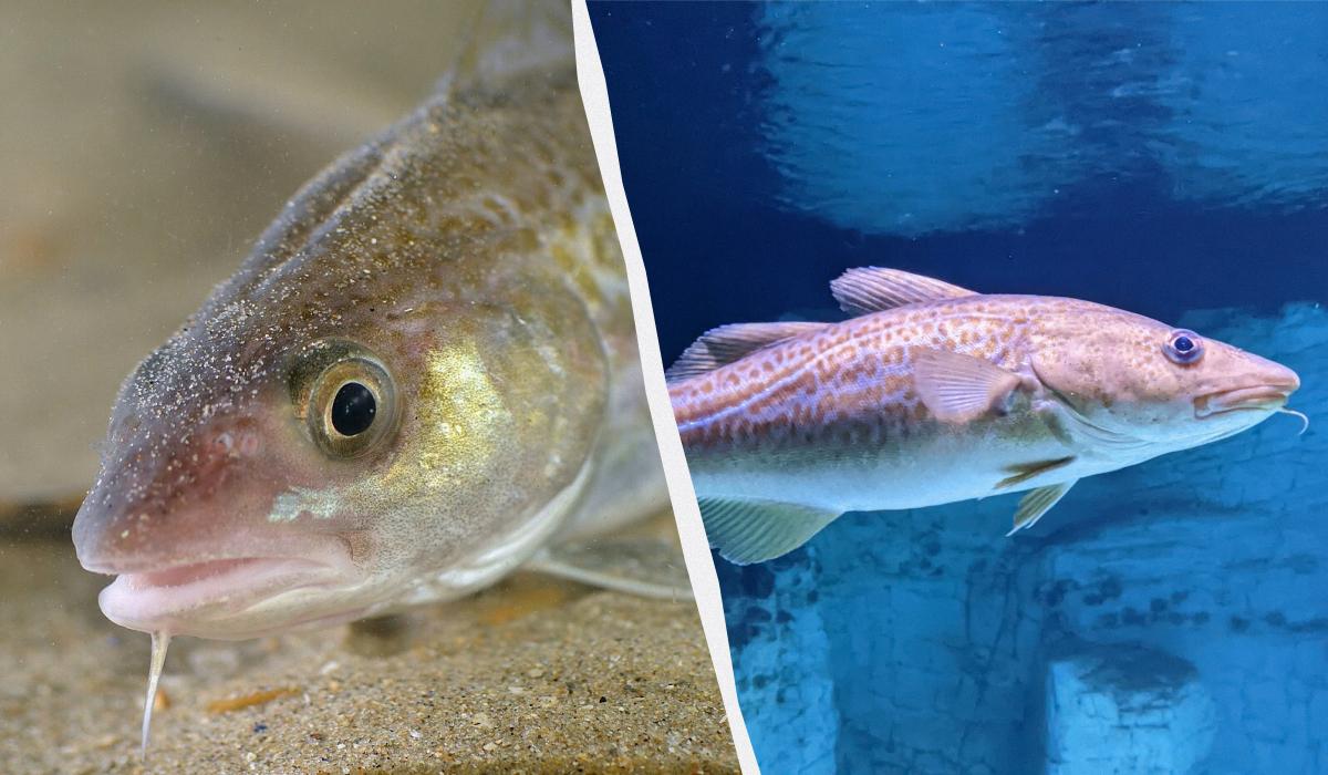 Эксперты назвали 8 морепродуктов, которые вообще нельзя есть: о чем идет речь