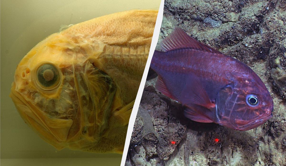 Эксперты назвали 8 морепродуктов, которые вообще нельзя есть: о чем идет речь