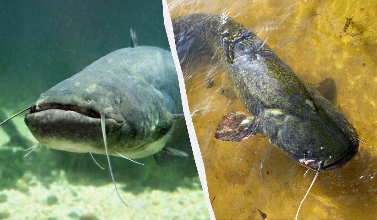 Эксперты назвали 8 морепродуктов, которые вообще нельзя есть: о чем идет речь