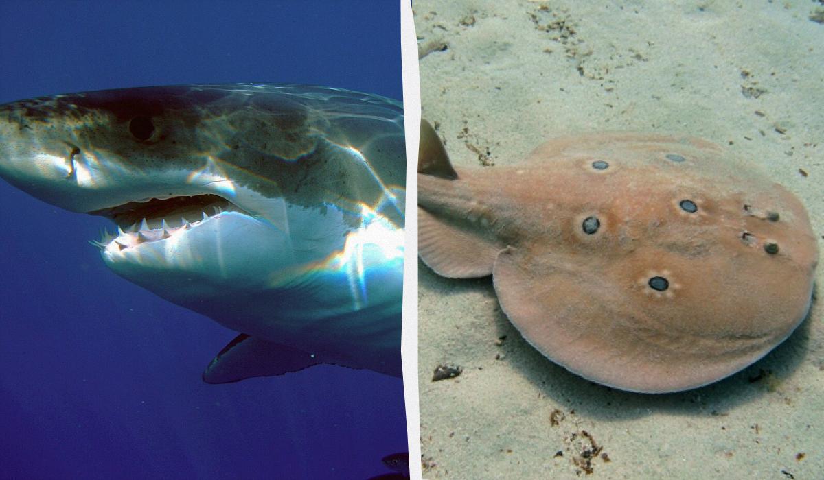 Эксперты назвали 8 морепродуктов, которые вообще нельзя есть: о чем идет речь