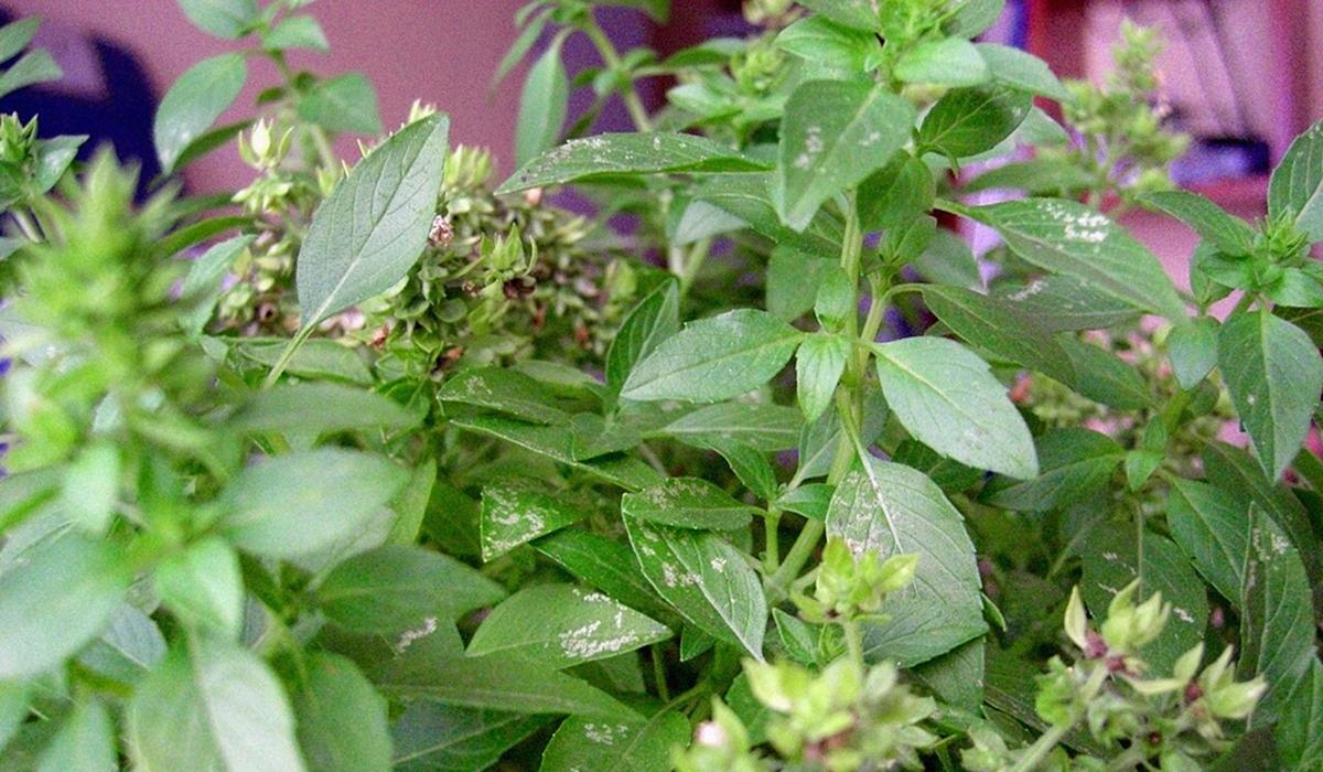 Соберете 2 кг перца с одной посадки: что нужно посеять рядом