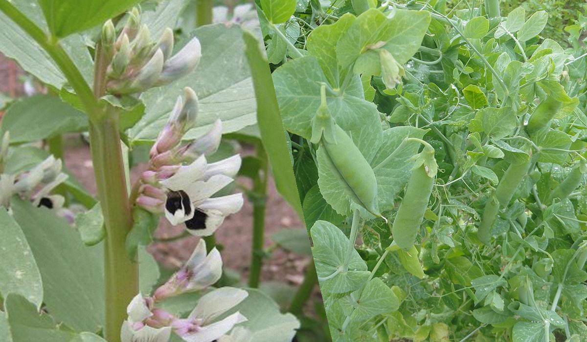 Соберете 2 кг перца с одной посадки: что нужно посеять рядом