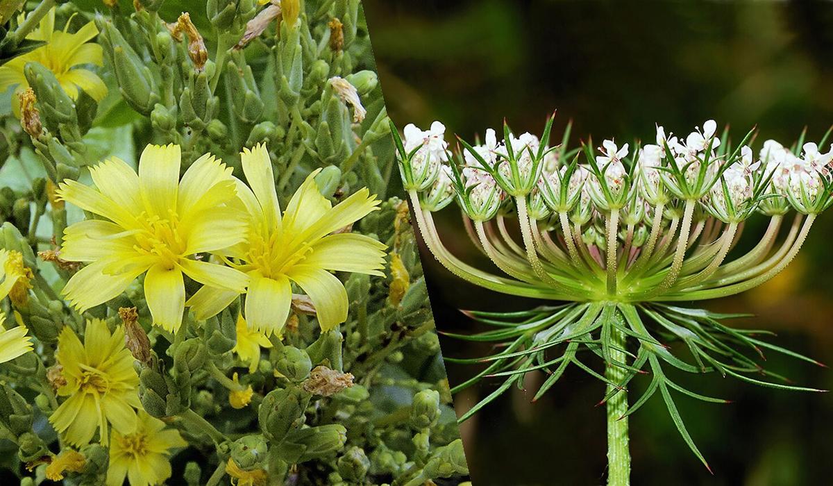 Соберете 2 кг перца с одной посадки: что нужно посеять рядом
