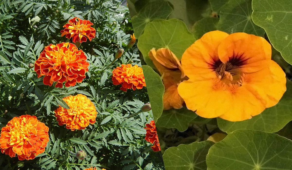 Соберете 2 кг перца с одной посадки: что нужно посеять рядом