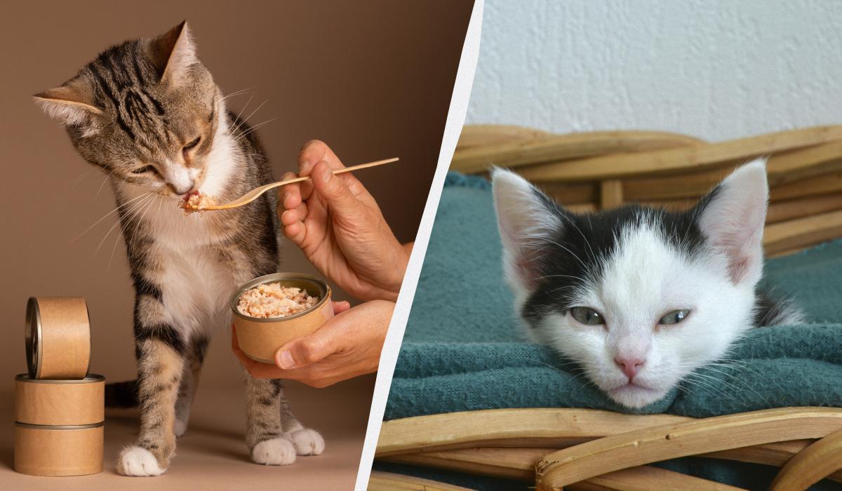 що не можна давати кішкам