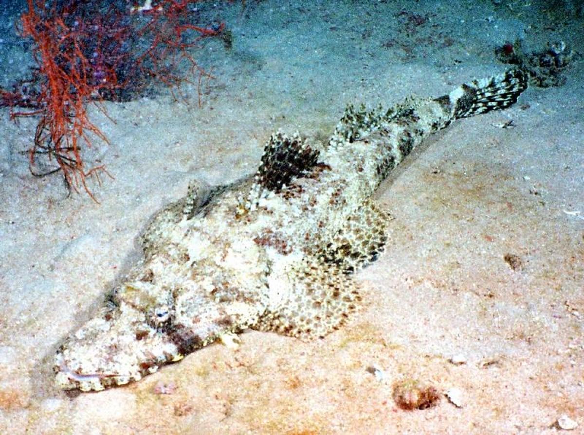 Великий корабель, який затонув у 1941 році, став домівкою для справжніх хижаків