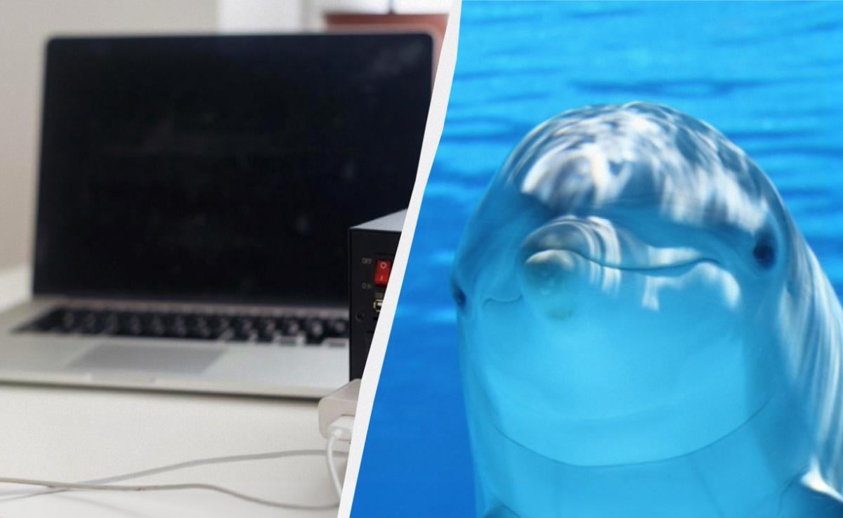 Сигнал тревоги: отходы от ноутбуков и смартфонов обнаружены в мозге дельфинов Сигнал тревоги: отходы от ноутбуков и смартфонов обнаружены в мозге дельфинов