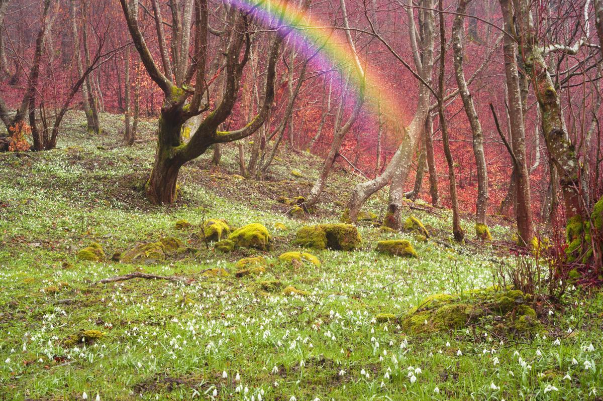 Колочава – это не только крокусы: в чем уникальность одного из лучших туристических сел мира