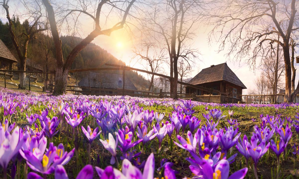 Колочава – это не только крокусы: в чем уникальность одного из лучших туристических сел мира